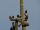photo thumbnail #5