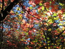 photo thumbnail #13