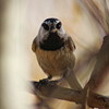 photo thumbnail #5