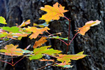 photo thumbnail #5
