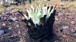 photo thumbnail #5