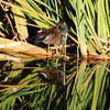 2016-11-06 :2: Sweetwater Wetlands :: gummo