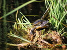 photo thumbnail #13