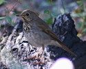 photo thumbnail #4