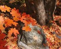 photo thumbnail #12