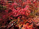 photo thumbnail #13