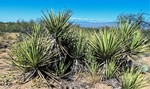 2016-11-05 :1: Las Cienegas - AZT #7 :: tibber