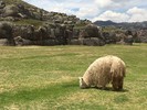 photo thumbnail #10