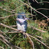 2016-11-13 :2: Cibola National Wildlife Refuge :: gummo