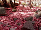 photo thumbnail #15