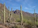 photo thumbnail #8