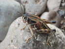photo thumbnail #3