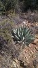 2016-11-11 :2: Reavis Ranch via 109 South :: The_Dude