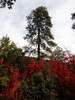 photo thumbnail #14