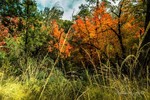 photo thumbnail #11