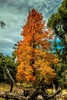 photo thumbnail #12