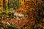 photo thumbnail #14