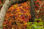 photo thumbnail #15