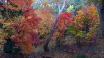 photo thumbnail #14