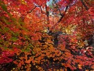 photo thumbnail #15