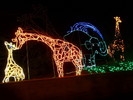 photo thumbnail #9