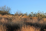 photo thumbnail #5