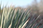 photo thumbnail #10