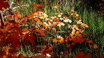 photo thumbnail #13