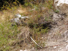 photo thumbnail #15