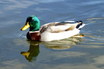 photo thumbnail #12