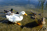 photo thumbnail #13