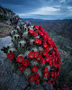 photo thumbnail #13