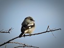 2016-12-01 :2: Ringtail Trail - MSP :: New2hyk