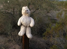 photo thumbnail #1