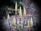 photo thumbnail #10