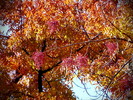 photo thumbnail #13