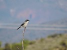 2016-12-11 :2: Latigo Trail - MSPN :: New2hyk