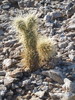 photo thumbnail #8
