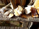 photo thumbnail #1