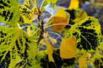 photo thumbnail #12