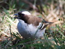 photo thumbnail #7