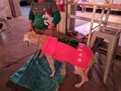 photo thumbnail #6