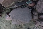 photo thumbnail #13