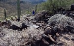 photo thumbnail #8