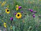 photo thumbnail #4