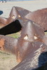 photo thumbnail #12