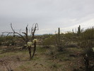 photo thumbnail #2