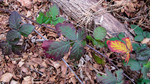 photo thumbnail #9