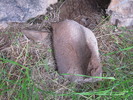 photo thumbnail #2