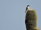 photo thumbnail #10